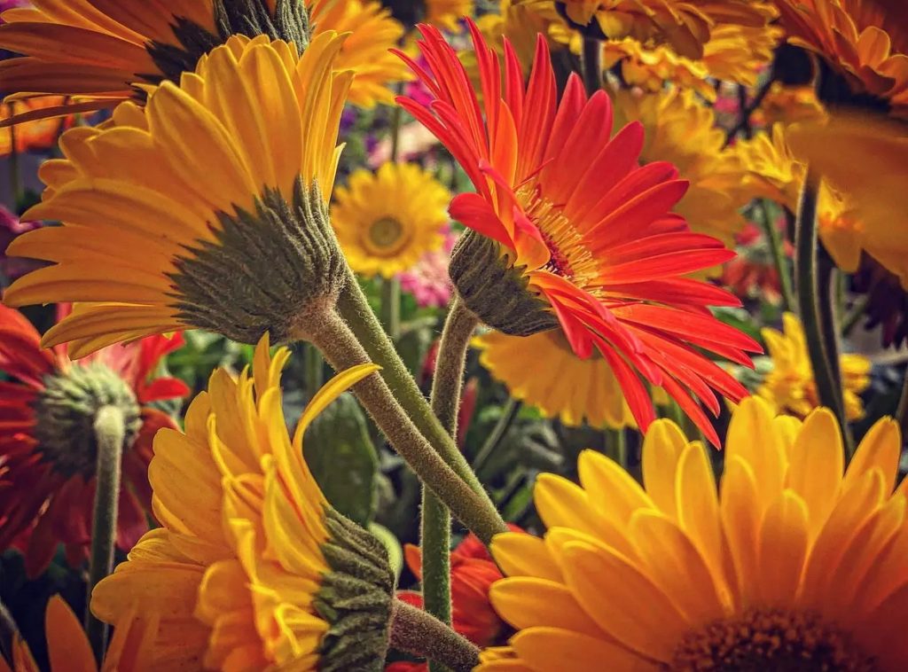 Red and orange and yellow daisylike flowers. 