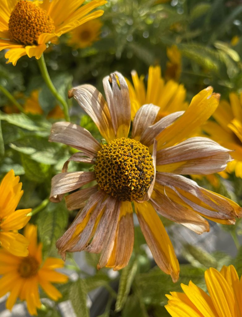 Withered yellow flower with a yellow center. 