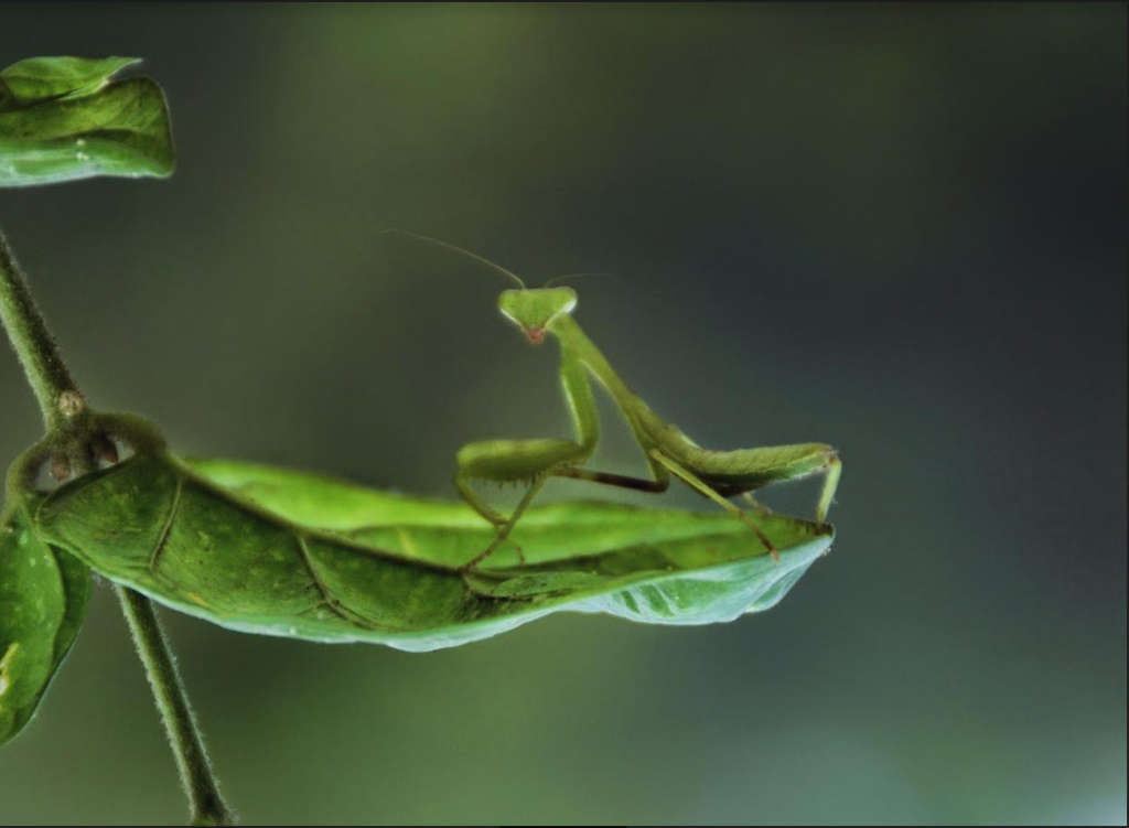 Closeup image of a green praying mantis insect on a leaf. 
