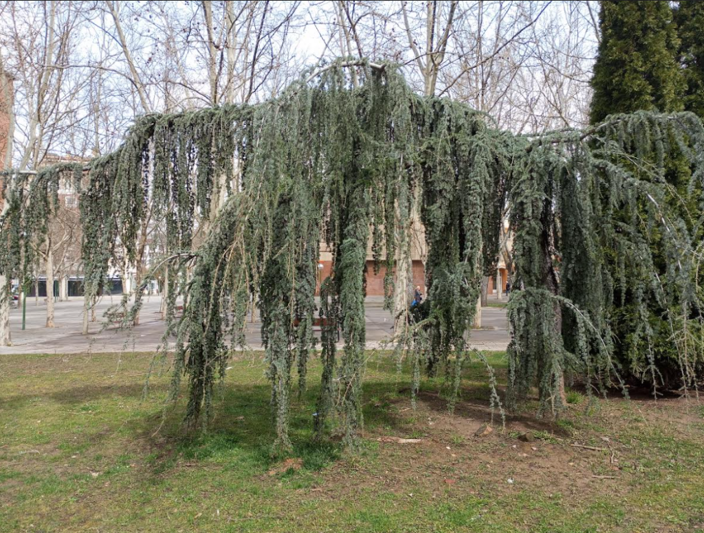 Large conifer tree with big dangling branches growing on grass in front of a brick building across a small street. 