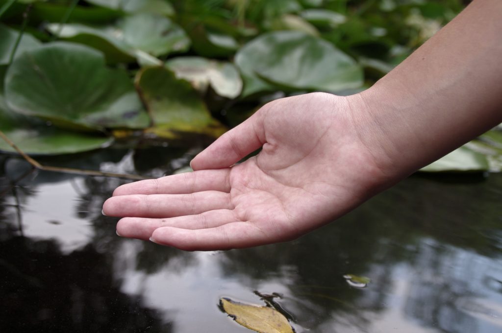 Person's calm outstretched hand reaches out to a calm pond of water with green lily pads and a leaf. 