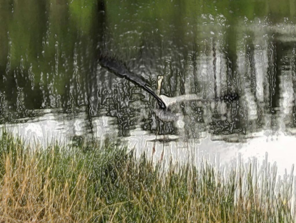 Stylized image of a bird landing on water near dry and green grass. 