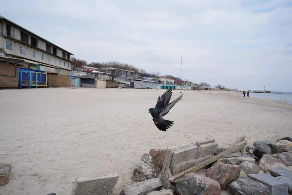 Pigeon in flight above a sandy beach. Three story apartments in the background. 