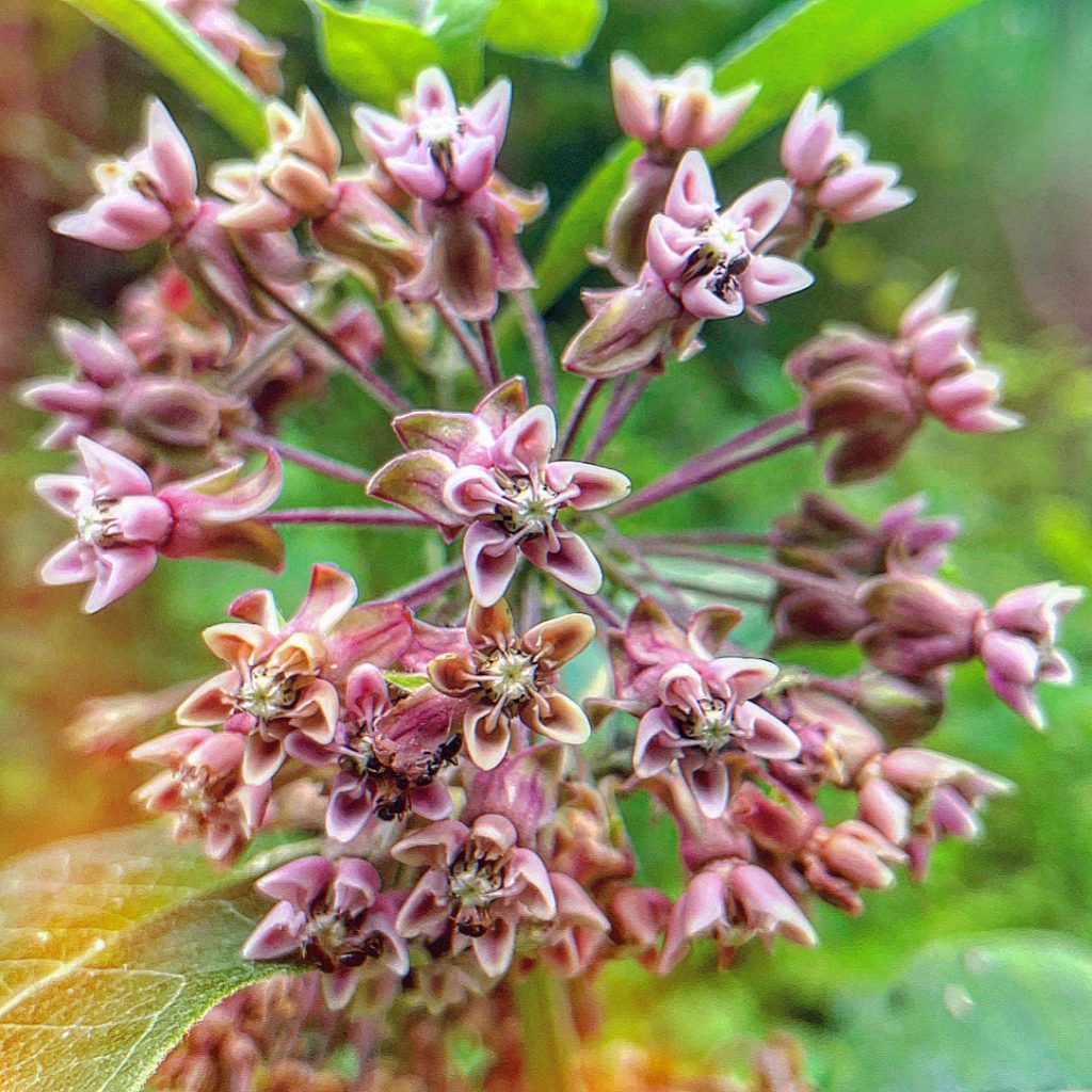 Closeup of pink florets on a plant's large complex flower.