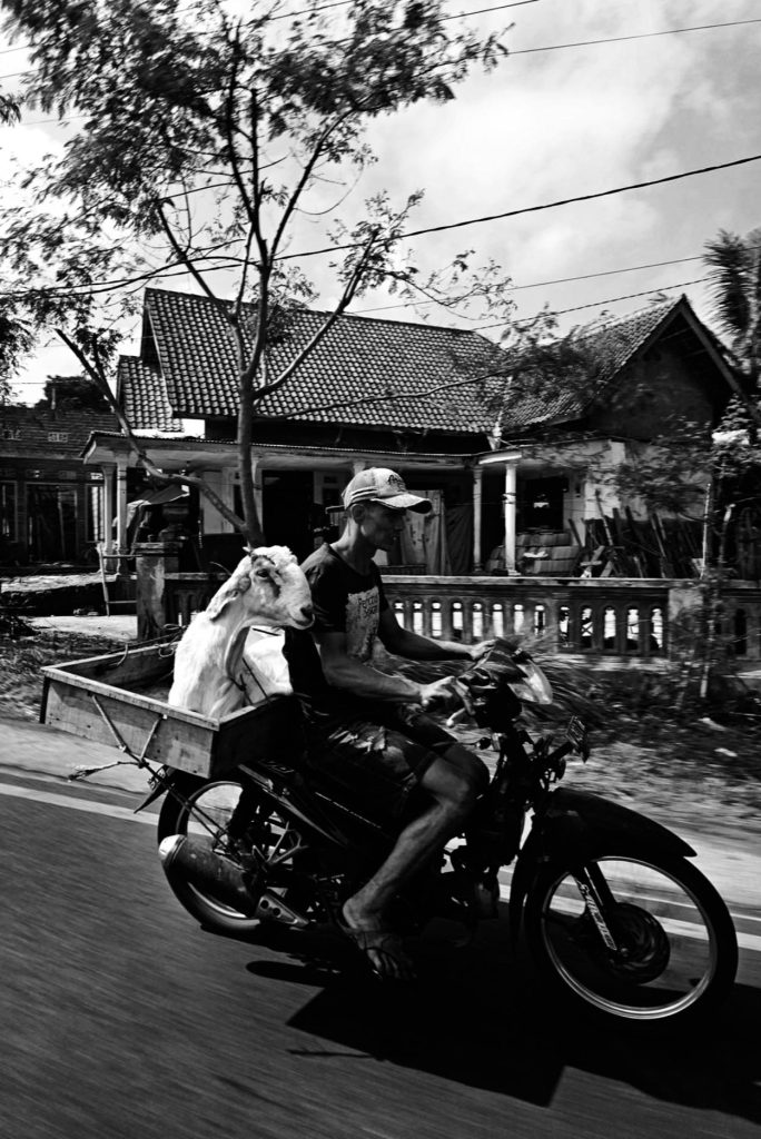 Man in a tee shirt and a baseball cap driving a motorcycle with a goat in the back in his basket. He's going by a house with a lawn and a Spanish tile roof.