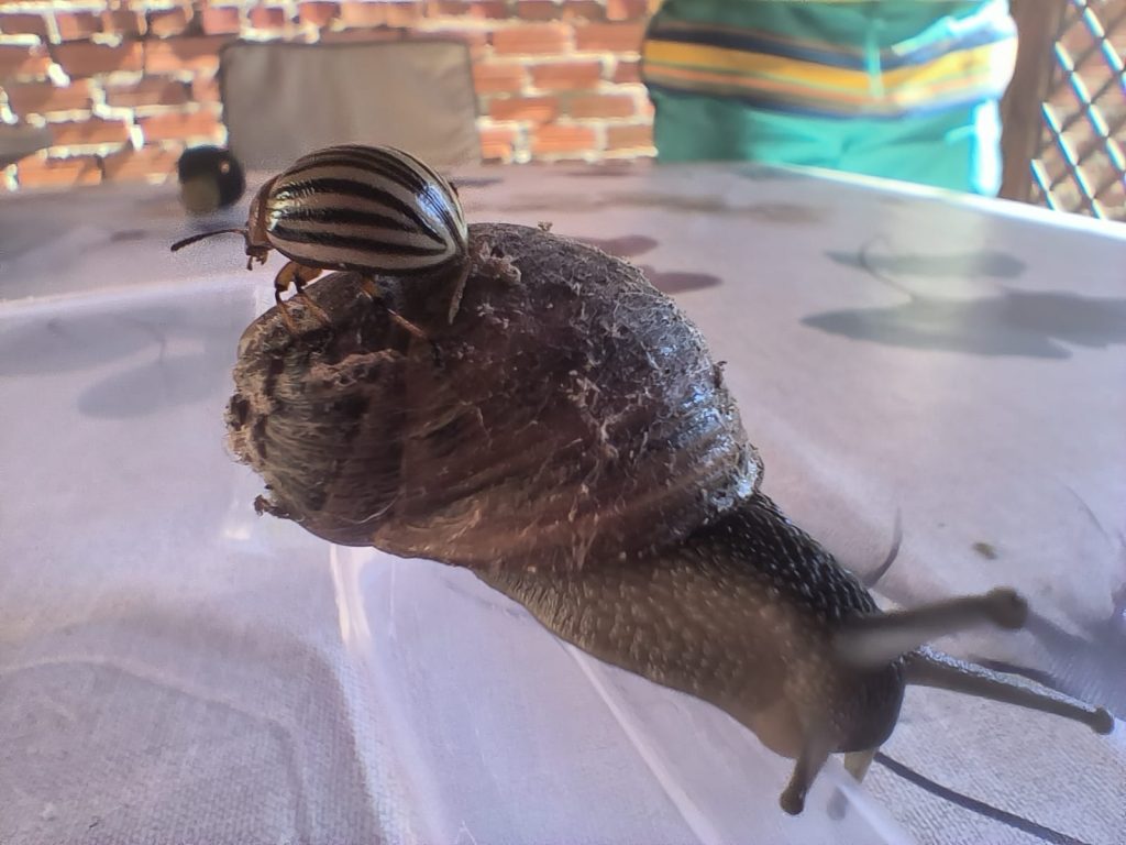 Tiny black striped beetle on the shell of s snail on a table. 