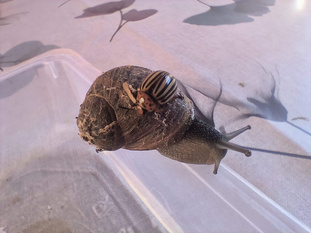 Closeup of the beetle on the snail and its stripes and reddish thorax. 