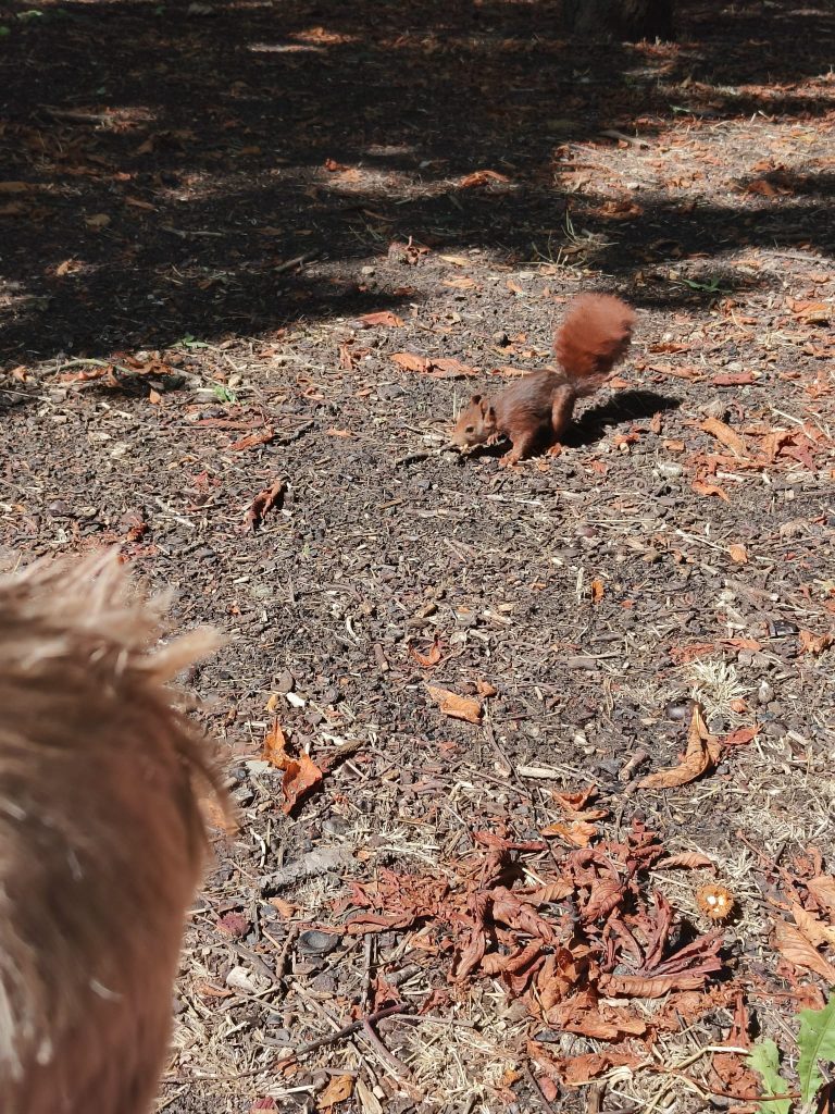 Brown squirrel with its tail in the air noses around on dry dirt ground with brown fallen leaves and twigs. Shade from nearby vegetation. 