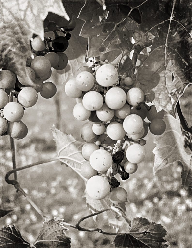 Black and white closeup of grapes on the vine. 