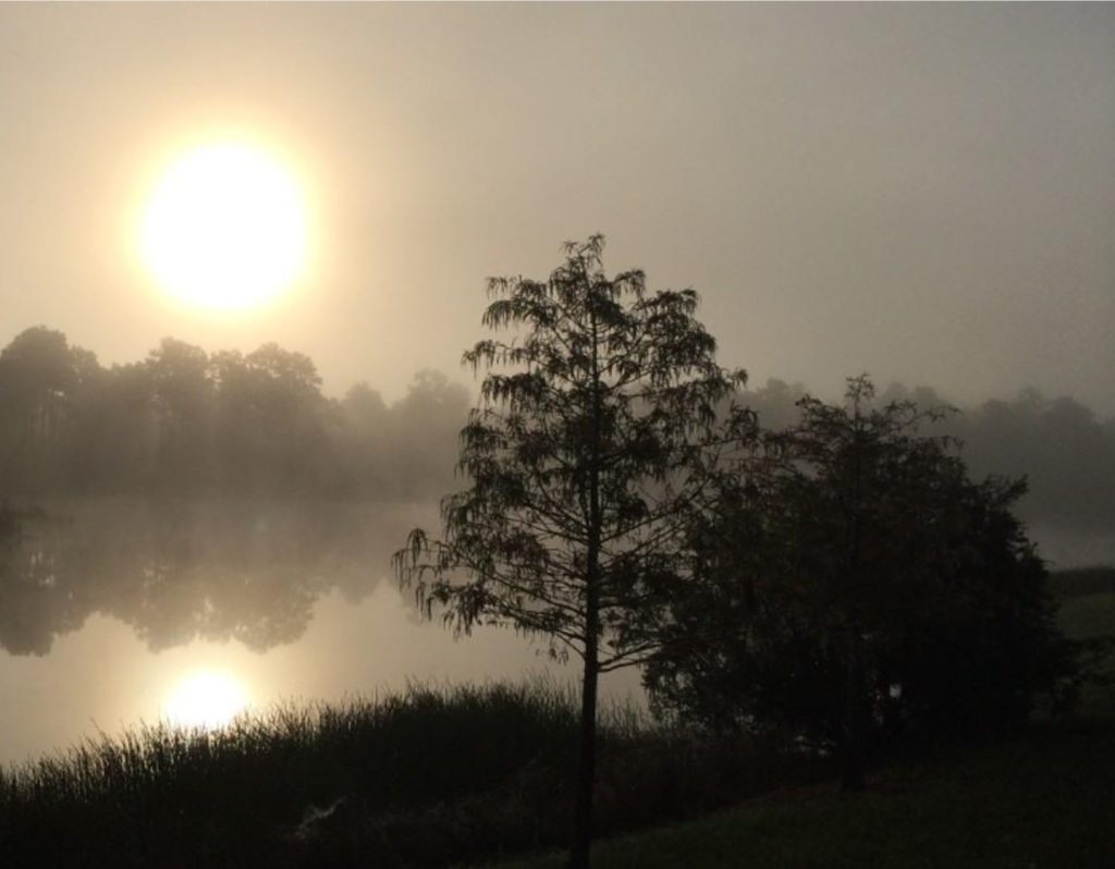 Leafy willow in the foreground, other trees and a river or pond in the background. Hazy sky, sun is rising or setting. 