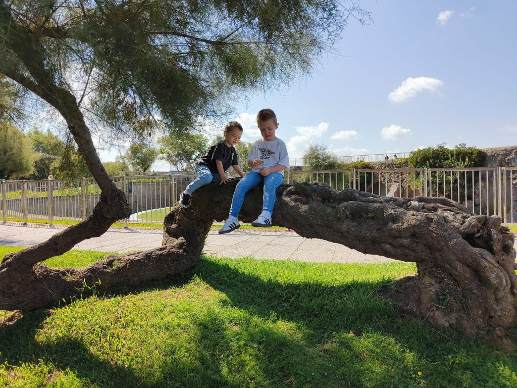 Two young light-skinned elementary school boys sitting near each other on a low-hanging tree branch on a sunny day in a park. 