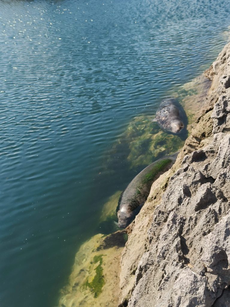 Two manatees in water resting on a rock on a sunny day. 