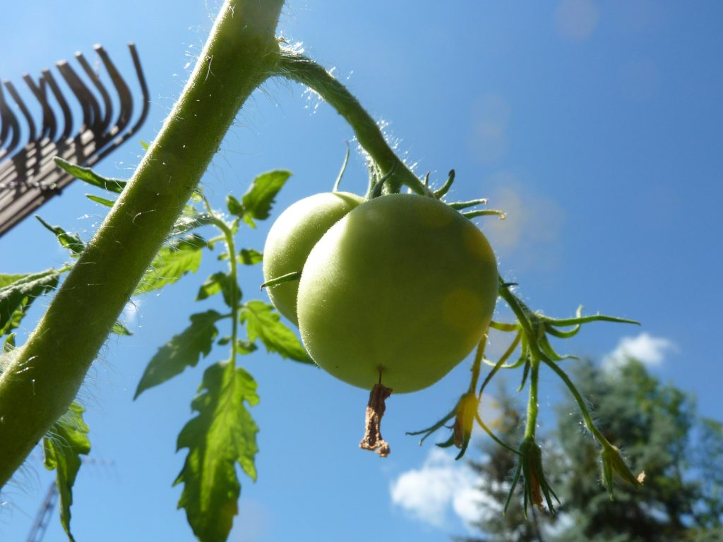 Angled-up image of a green pair of tomatoes growing on a stalk near a rake on a sunny day. 