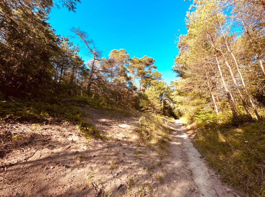 Dirt trail out in the woods in a clearing on a sunny day. Trees are conifers with green needles and there are clumps of grass on the ground. 