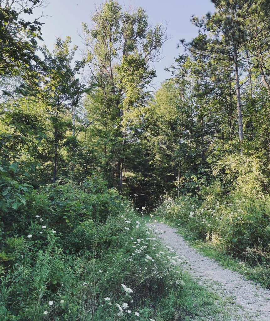 Mix of conifer and deciduous trees with green leaves and needles. 