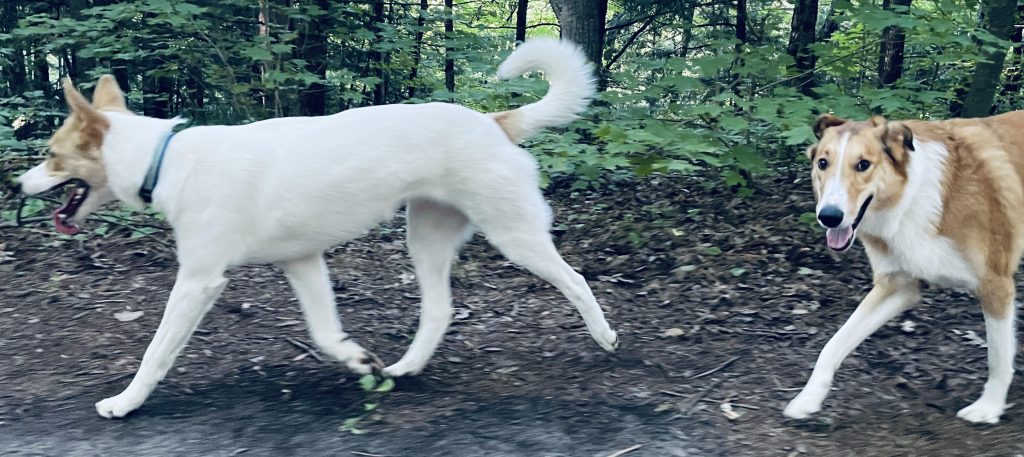 Two brown and white furry dogs walk along the forest path. Some green plants grow on the ground, leaves are scattered. 