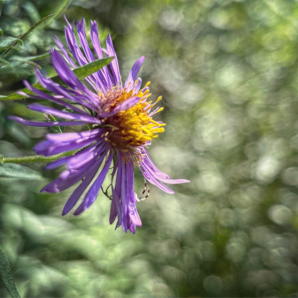 Flower with light purple petals and a yellow center in a closeup with blurry greenery behind it. 