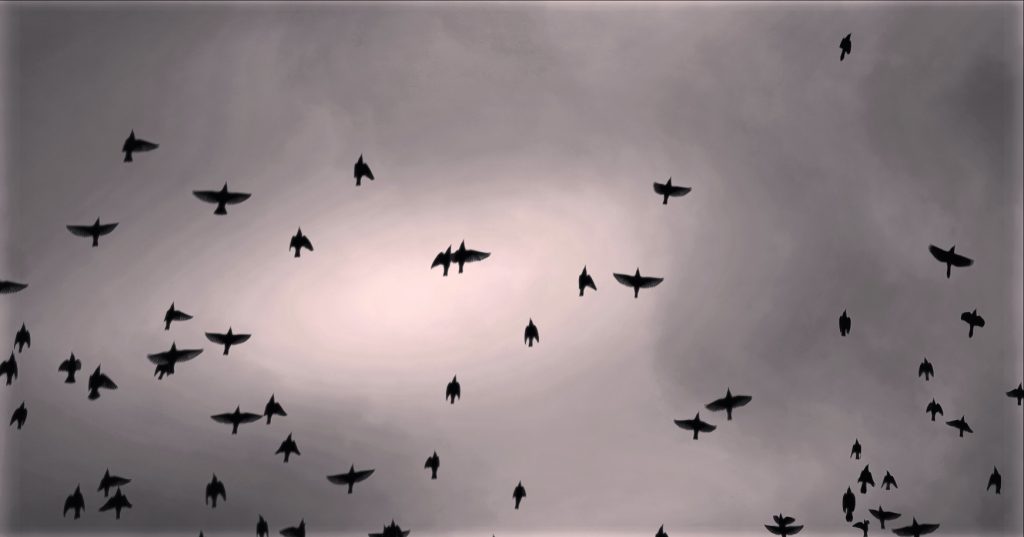 Dozens of black birds fly up into a gray sky with a brighter spot in front of the sun. 