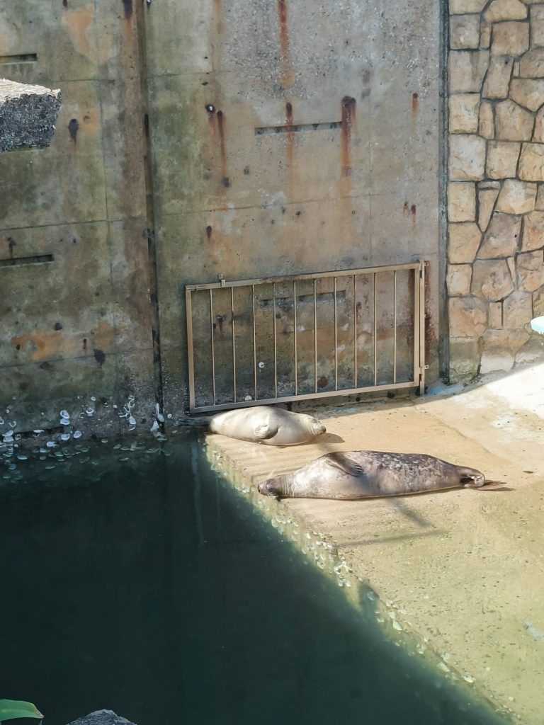 Two sea lions sunning themselves on concrete near a pool of water in an enclosure. 