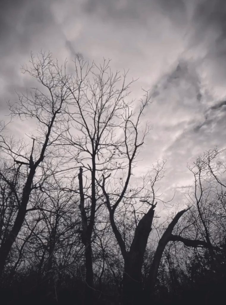 Barren trees out under a cloudy sky, thicket of foliage