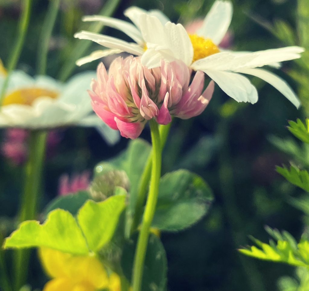 Closeup of a daisy and another lawn flower with pink petals. 