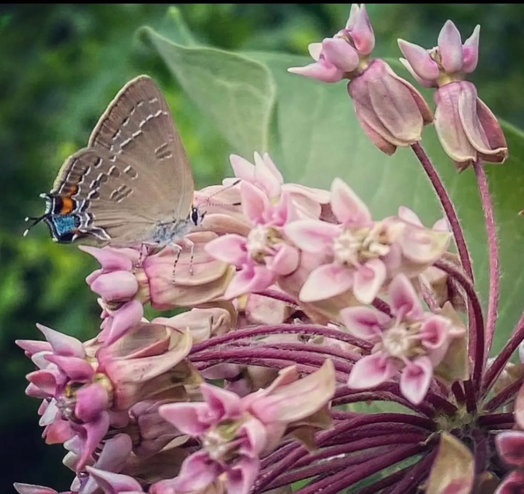 Tan, blue and orange butterfly on top of a bunch of pink florets on pink stems in a flower. 