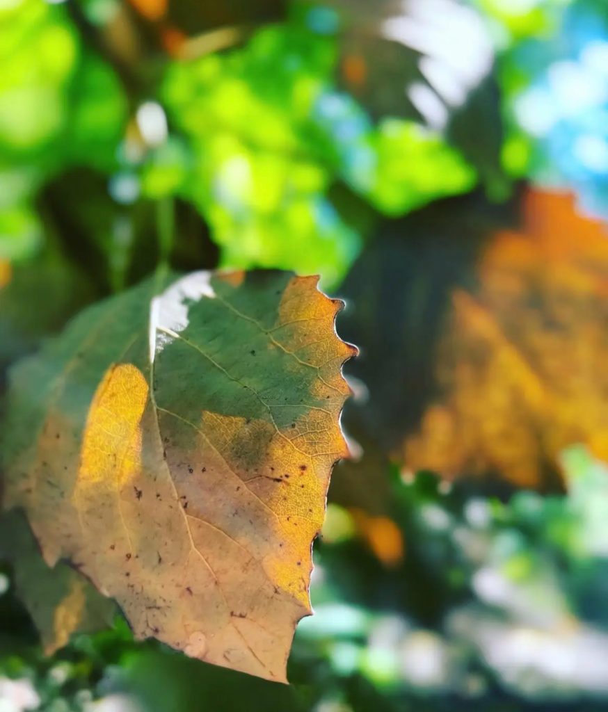 Green leaf turning brown. 