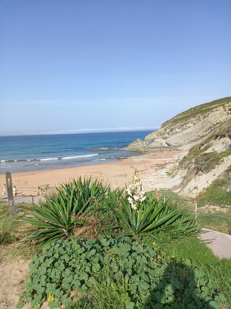 Sandy beach on a sunny day. White cliffs slope down to the water, a white flower with spiky green leaves and other green plants grow. 