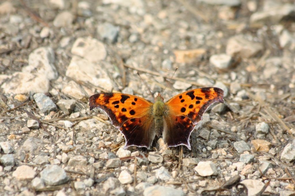 Orange butterfly with brown lower wings and black dots on the upper wings, resting on gravel. Question mark butterfly. 