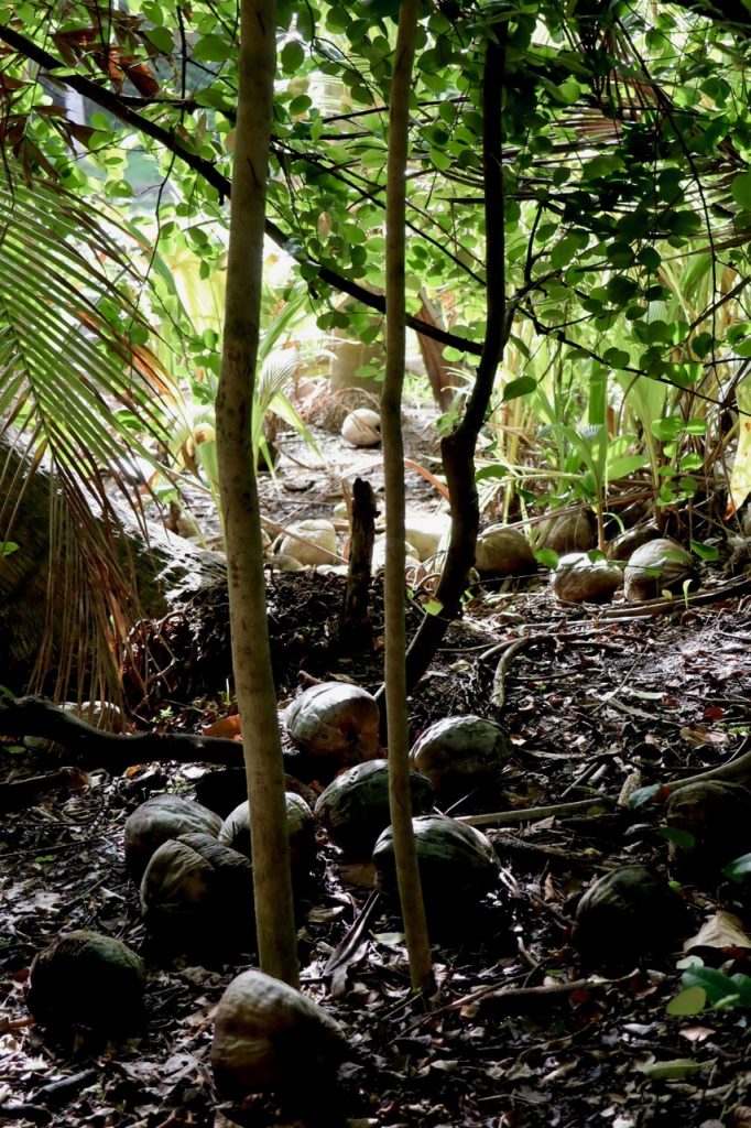 Disturbing image on the Bonnet House grounds. Backlit by sunlight the fallen coconuts appear to me like skulls in darkness. 