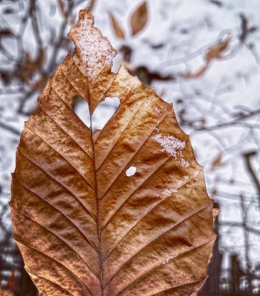 Brown leaf with a few holes and a light dusting of snow. Branches and snow in the background. 