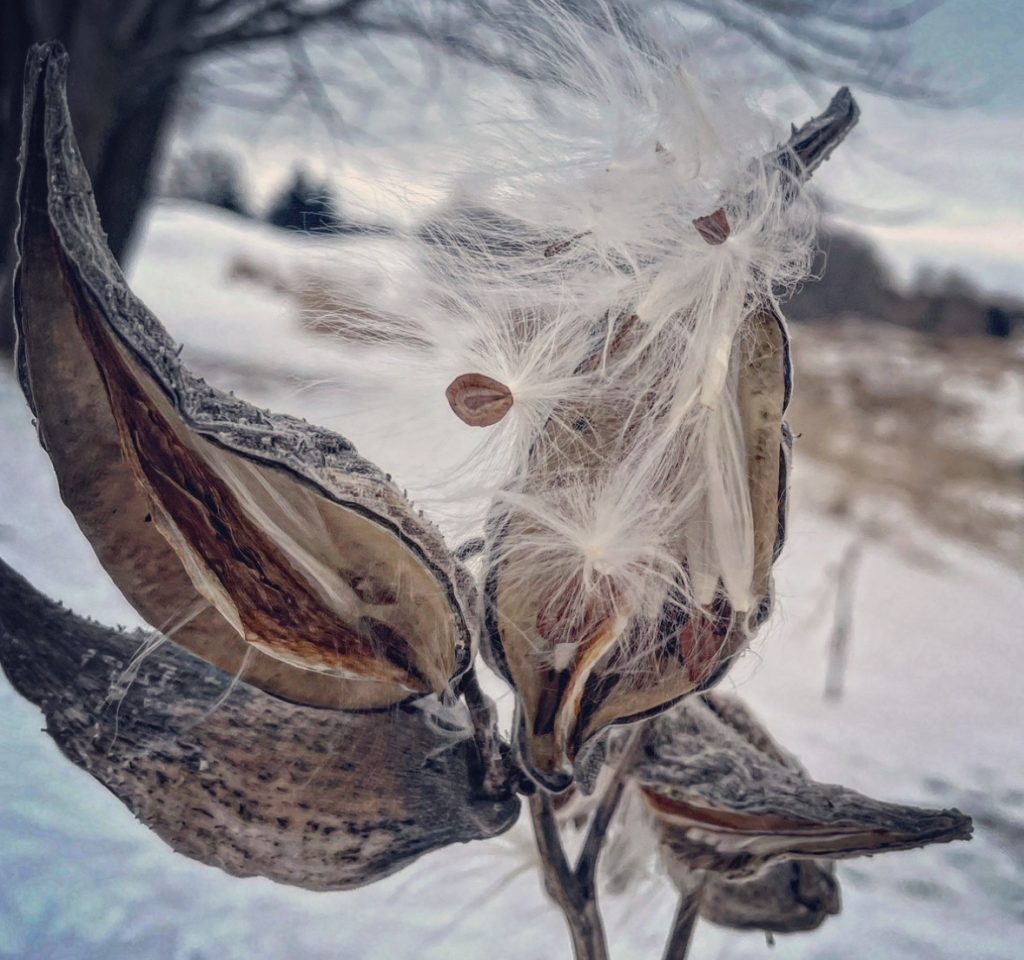 Closeup of open seed pods on a plant on a snowy day. 