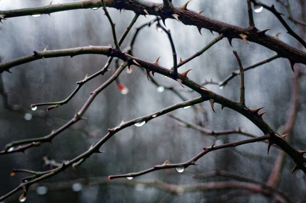 Empty bush branches with thorns and raindrops. 