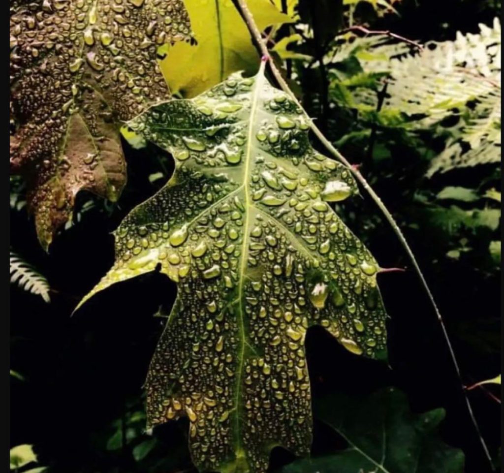 A few spiky green leaves with dewdrops. Photo closeup image. 