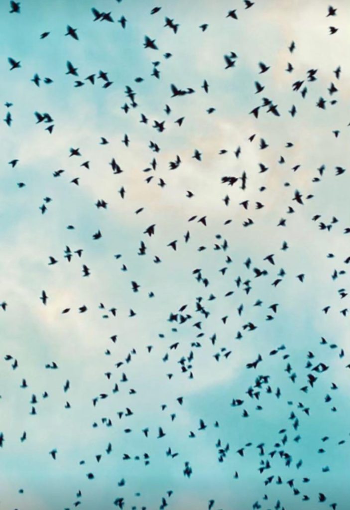 Dark black birds flying in a pale blue sky with clouds.