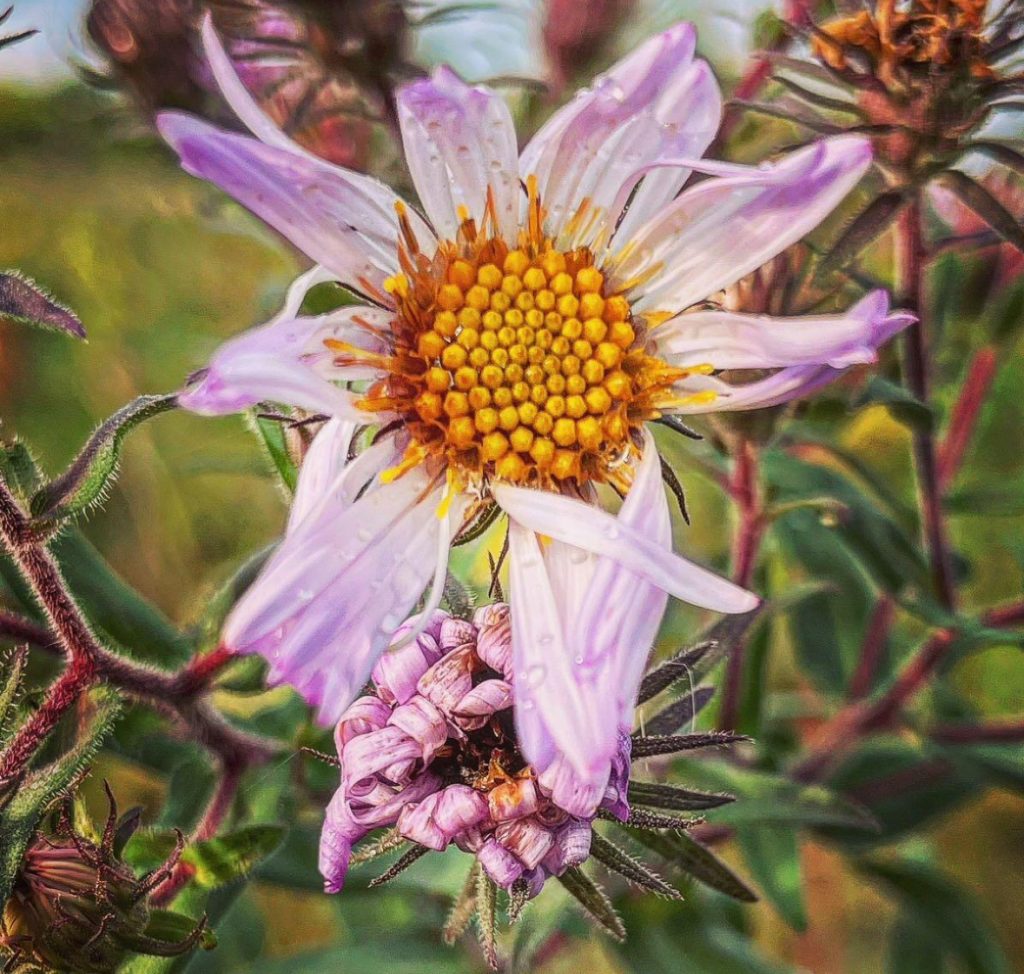 Flower with yellow center and light pink petals on a fuzzy green stem. Close up. 