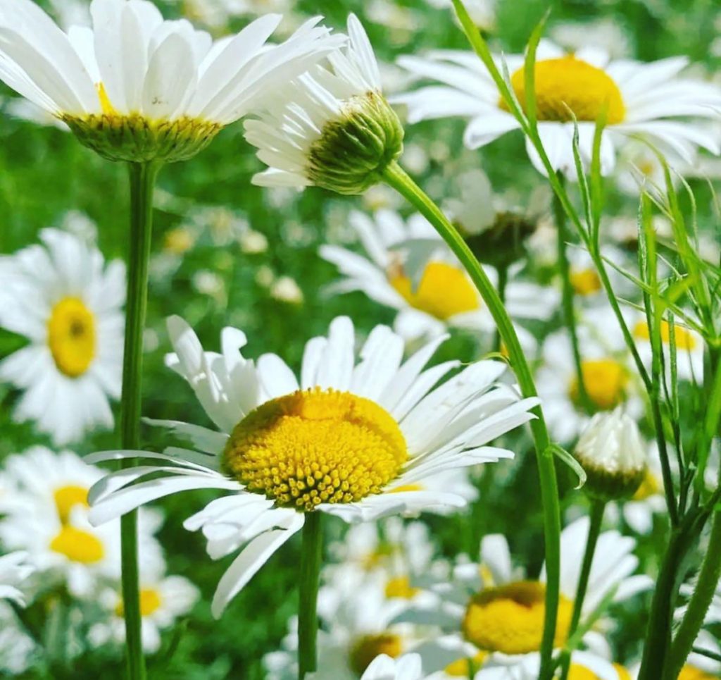 Yellow centered white daisies in a green field. 