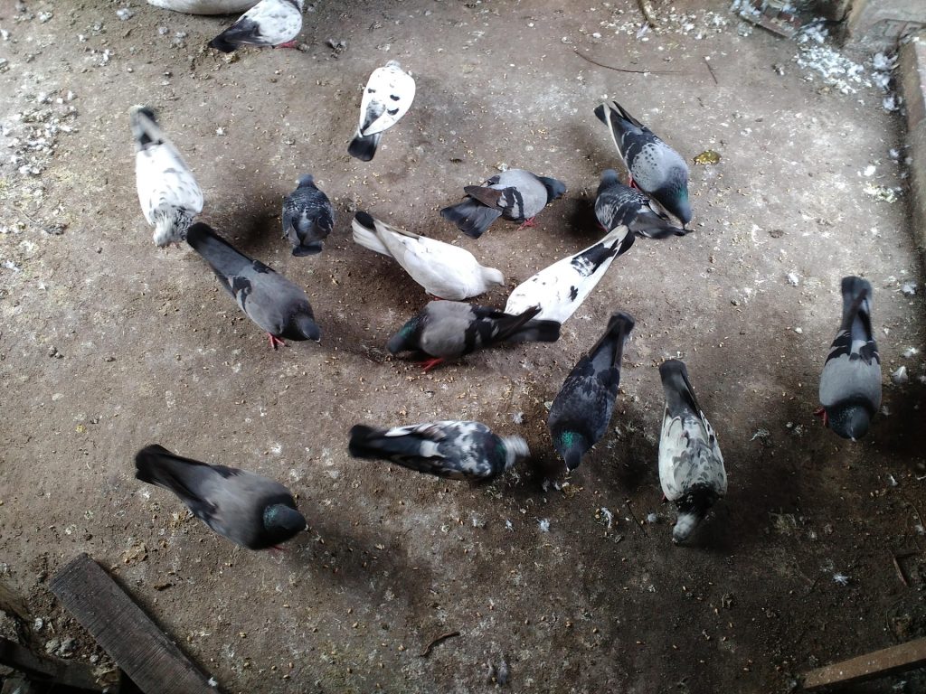 Variety of darker and lighter pigeons search for scant bits of food on hard and barren ground. 