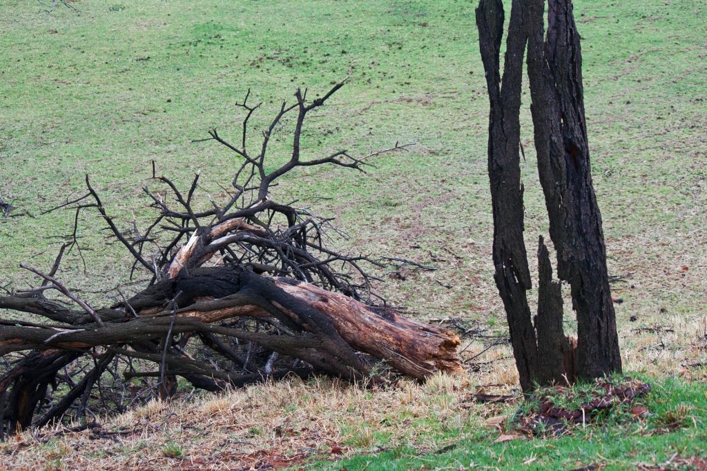 Burned out tree trunk in green grass next to fallen, blackened wood. 