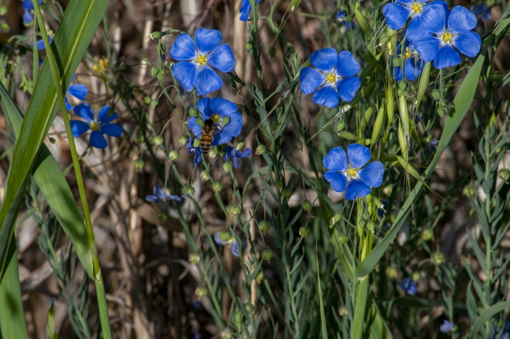 Tiny bee drinking the nectar of a delicate blue flower in a whole bunch of them on some green grass. 