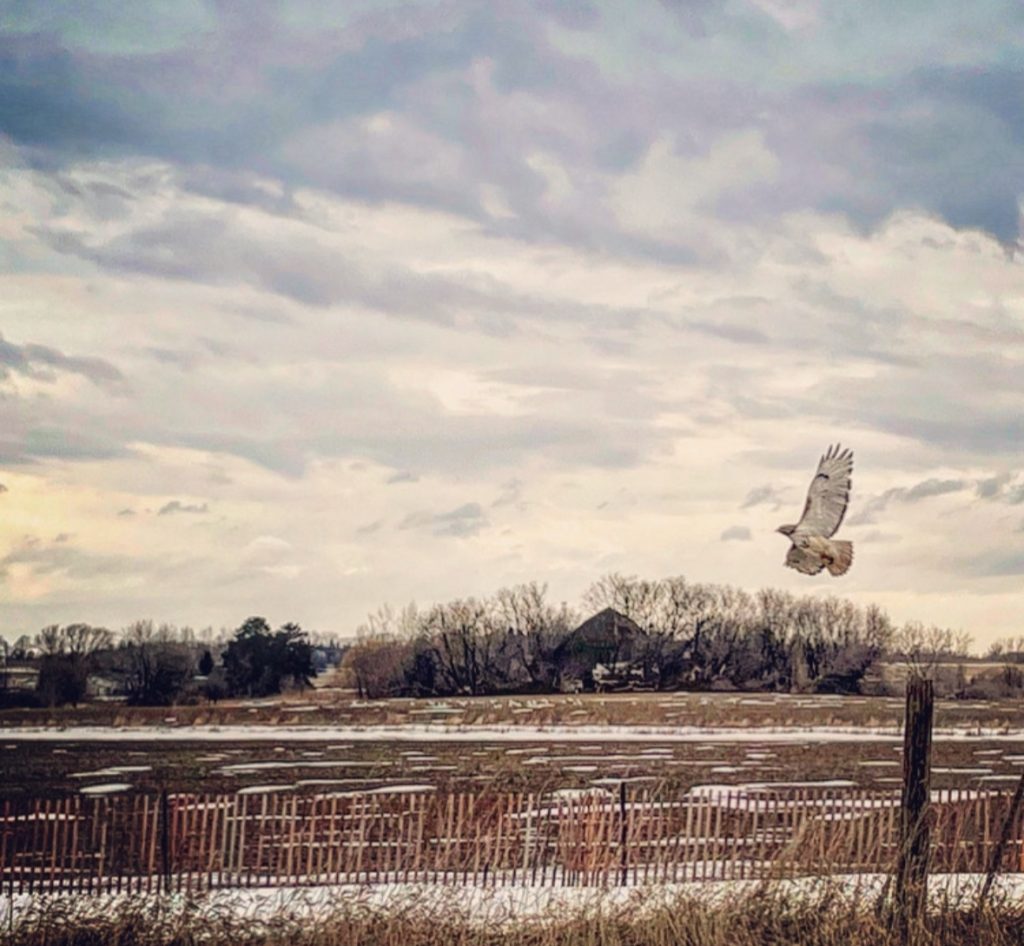 Hawk flies overhead a field with a wooden fence, grass, and barren trees and a farmhouse in the distance. Sky is blue with scattered high clouds.