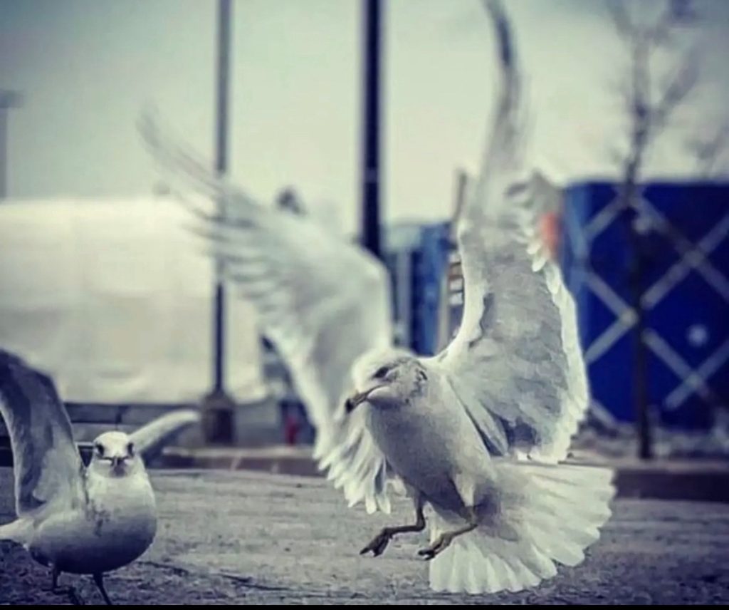 Large seagull aloft but landing on pavement next to a seated gull, wings and tail feathers outstretched. A fence and storage canisters in the background.