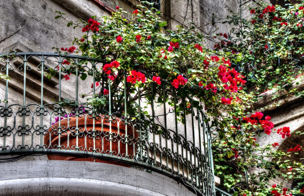 Red roses growing in a pot over a gray fenced balcony on an old stone building.