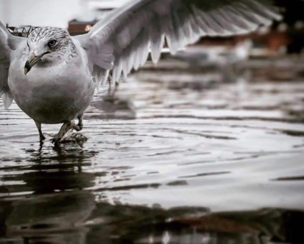 Closeup of a large seagull with open wings and feathers, standing in water