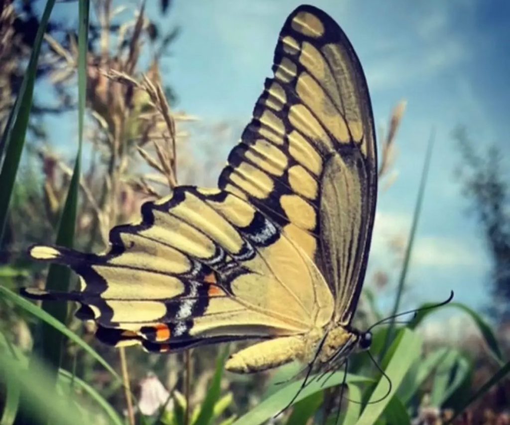 Yellow and black butterfly up on a blade of green grass. 