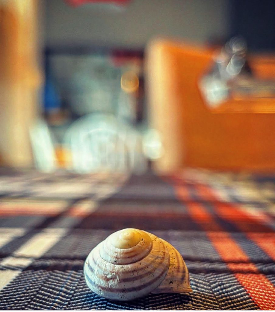 Brown spiraled snail shell on a woven black, white, and red mat with a hazy indoor background.