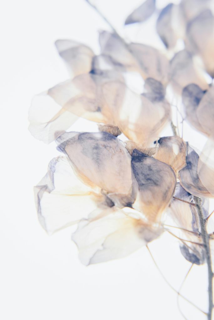 White petaled fragile flowers on a white background.