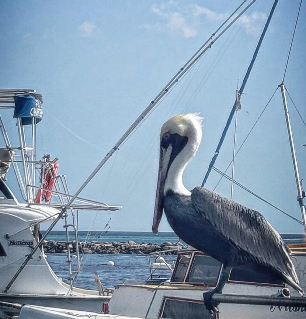 Closeup of a giant pelican with a long bill on a sailing ship on a sunny day. 