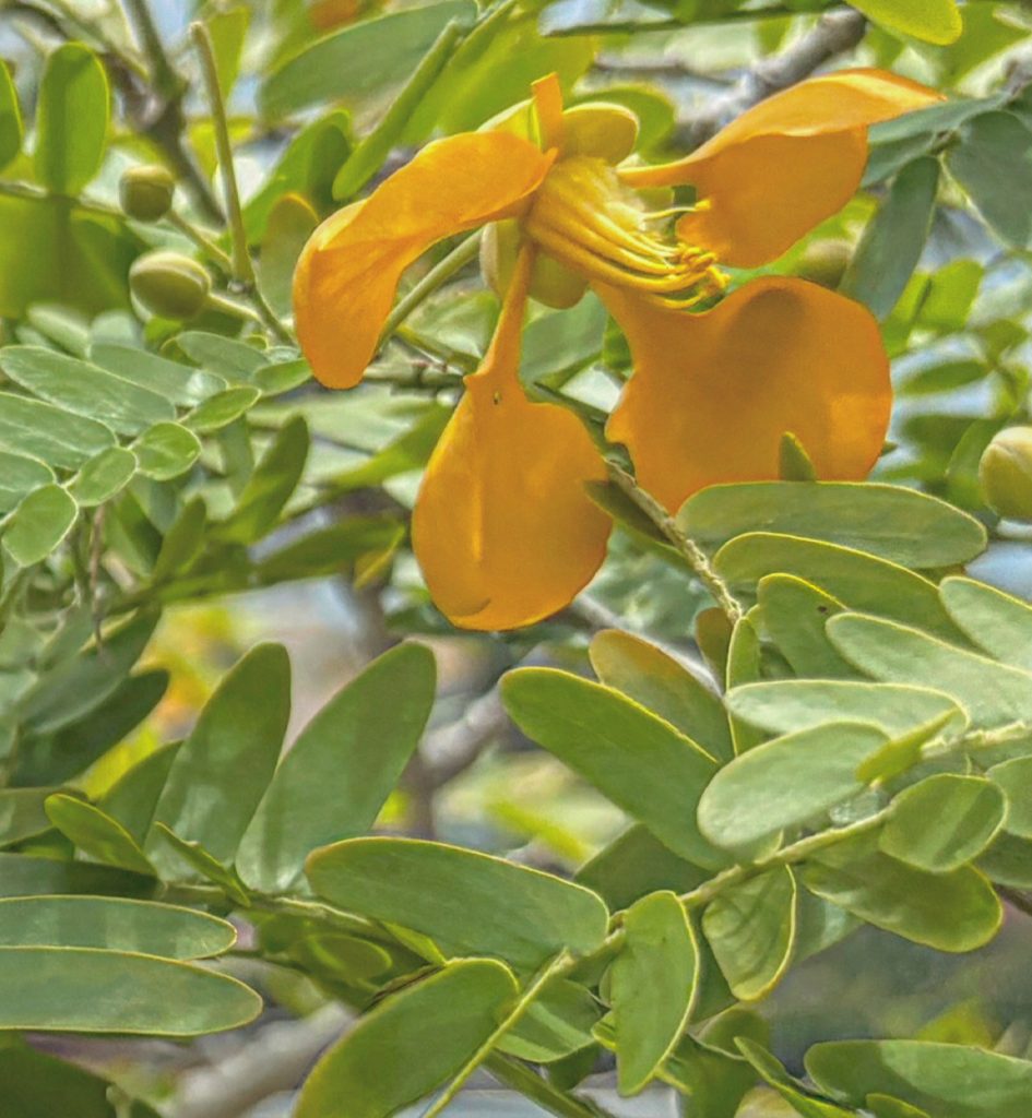 Closeup of a yellow flower on a bush with green leaves. 