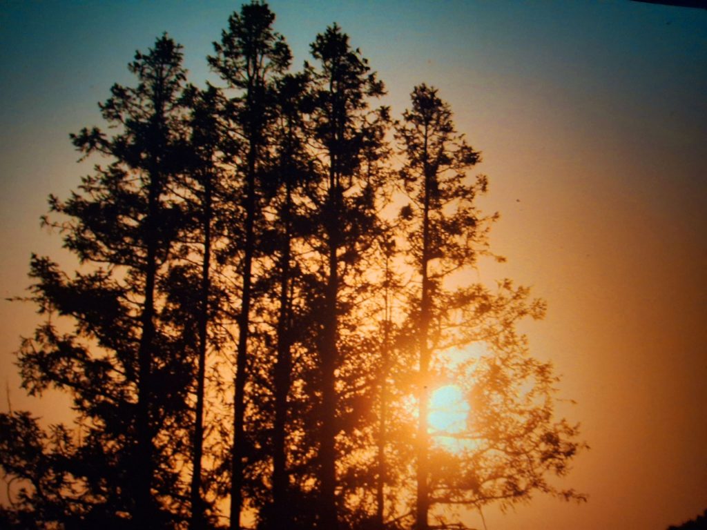 Silhouette of a stand of conifer trees at sunset, with the orange sun falling to the right behind them. Sky is dark at the top of the photo.